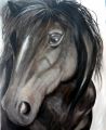 L'ETALON - PEINTURE ANIMALIERE - CHEVAUX